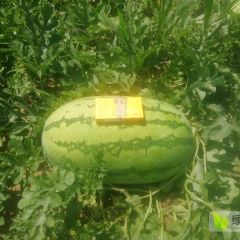 定边沙地双红壤大西瓜