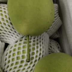 冠县长把梨又名冻梨