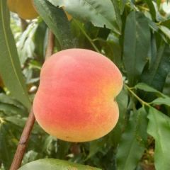 可口的黄金桃产地热销中，需要的朋友联系我，电话13664248054