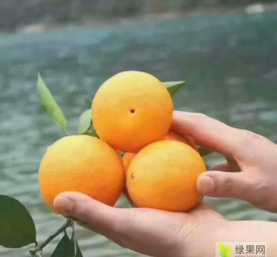 2019年湖北秭归秭归精品夏橙价格