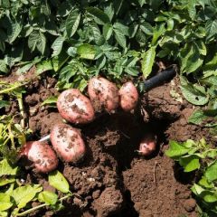 川引二号、耐储存！！