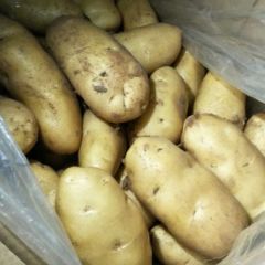 质优荷兰十五库存土地大量供应