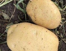 秋收大量出售土豆品种