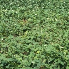 大量供应优质紫薯，西瓜红等红薯。