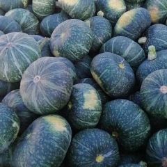 板栗南瓜大量销售，甜度高，粉度大。