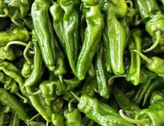 临沂费县301青椒大量供应货源充足。
