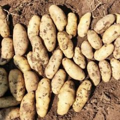 沽源县2两以上荷兰，张小云