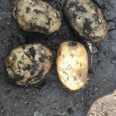 内蒙古免渡河土豆大量上市。规格不等、价格不等
