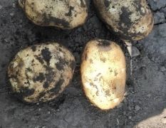 内蒙古免渡河土豆大量上市。规格不等、价格不等