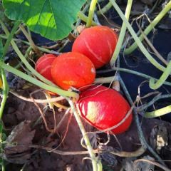 鄂前旗黄金二号红南瓜