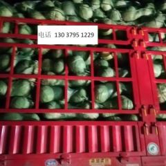 肉厚，水分少，优质包菜上市