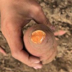 烟薯25、爆款上市、口感到位！！！