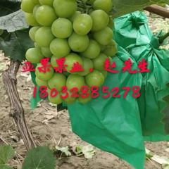 阳光玫瑰，马上上市喽