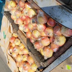 潍坊红嘎啦苹果产地批发