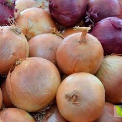 酒泉黄皮洋葱货源充足0.55/斤