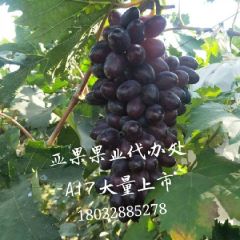 A17大量上市，一起来合作吧