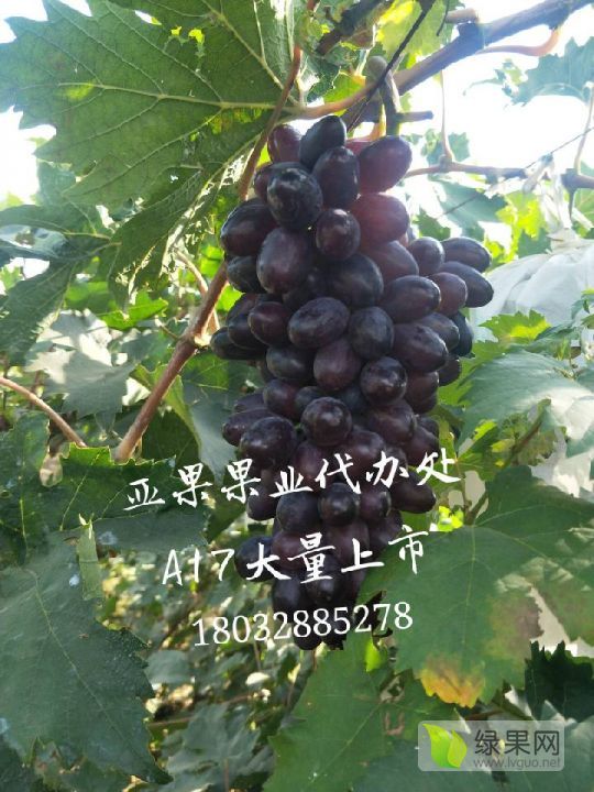 2019年河北晋州市A17价格