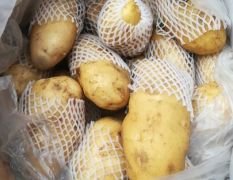 每天求购60吨黄心土豆