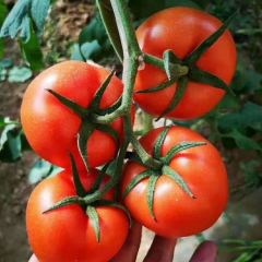 山东优质西红柿.专供。超市.批发市场.食堂.