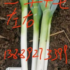 沈阳铁杆大葱上市，价格便宜。