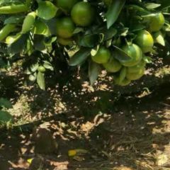 四川佛山橘海的柑橘上市啦