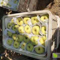 砀山酥梨 量大价优 一手货源 产地直销