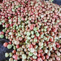 龙溪瓜菜刘小伟西红柿购销