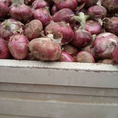 通许县大量供应红皮洋葱，货真价实。