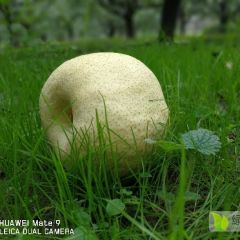 砀山酥梨大量上市了