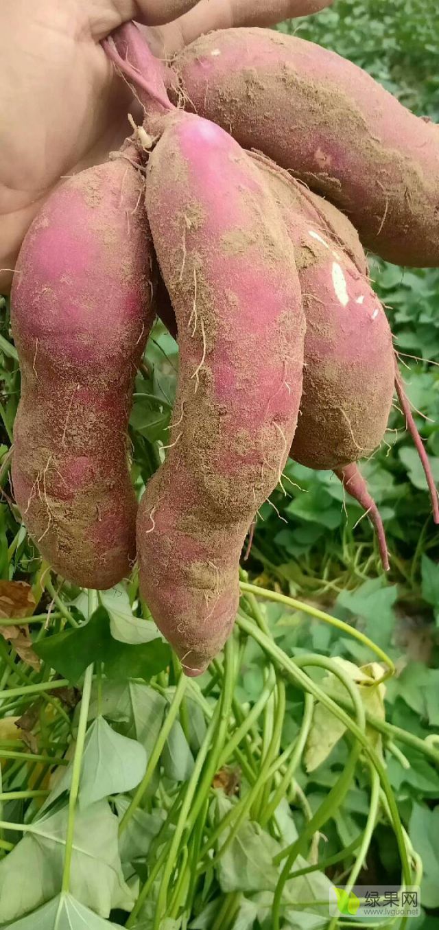 供应红薯商署19烟署25济薯26西瓜红