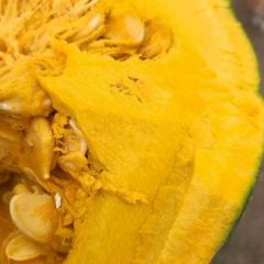 优秀的黑土孕育一级口感的南瓜