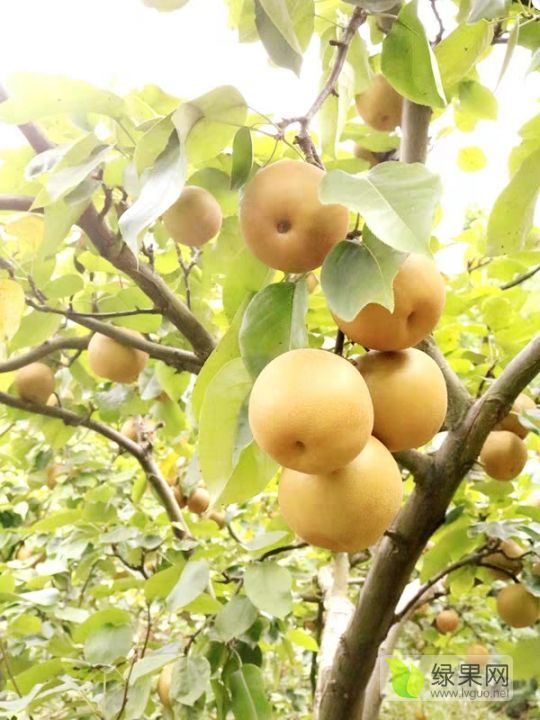 2019年湖南靖州金秋梨价格