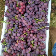 柏乡葡萄！价格低！质量好！面积大