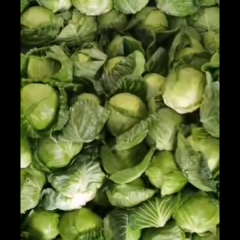 太白甘蓝名优产品,蒿谷李先生诚信合作