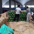 天津一级市场专业代卖东北地雷瓜