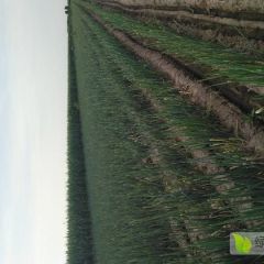 铁杆大葱巨鹿大葱大量上市中