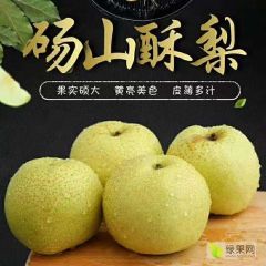 砀山酥梨大量上市了