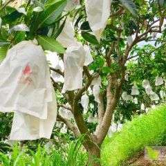 攀枝花芒果2w斤左右