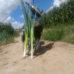 批发出售赤峰大葱