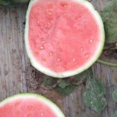 20年种植技术，温岭人的西瓜包好，美都，甜度高