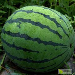 高质量雷首西瓜低价销售