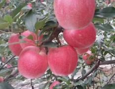 潍坊红星苹果产地，供应红星苹果