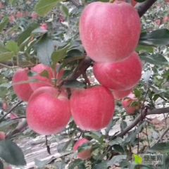 潍坊红星苹果产地，供应红星苹果