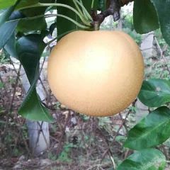 费县丰水里大量上市