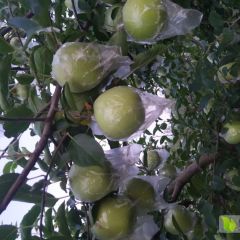 黄金帅苹果红星苹果早富士苹果