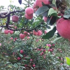 山西运城万荣红将军花冠苹果早熟系列大量上市