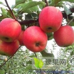 大量供应山西运城万荣新红星红将军花冠苹果早熟系列