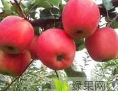 大量供应山西运城万荣新红星红将军花冠苹果早熟系列
