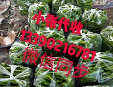 凌海牛角椒（黄皮绿皮）大量供应——小张13390216781微信同步