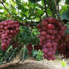 河北涿鹿红提即将上市，望光大客商前来采购